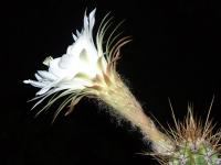 Thumbnail of Echinopsis schmiedeckianus_20060731_02.jpg
